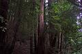 Murray Wood 1